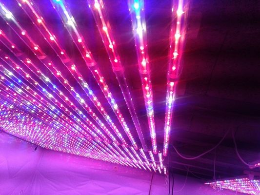 G13 kweekt de LEIDENE Installatie Lichten Rode en Blauwe Hydroponic voor Landbouwserre